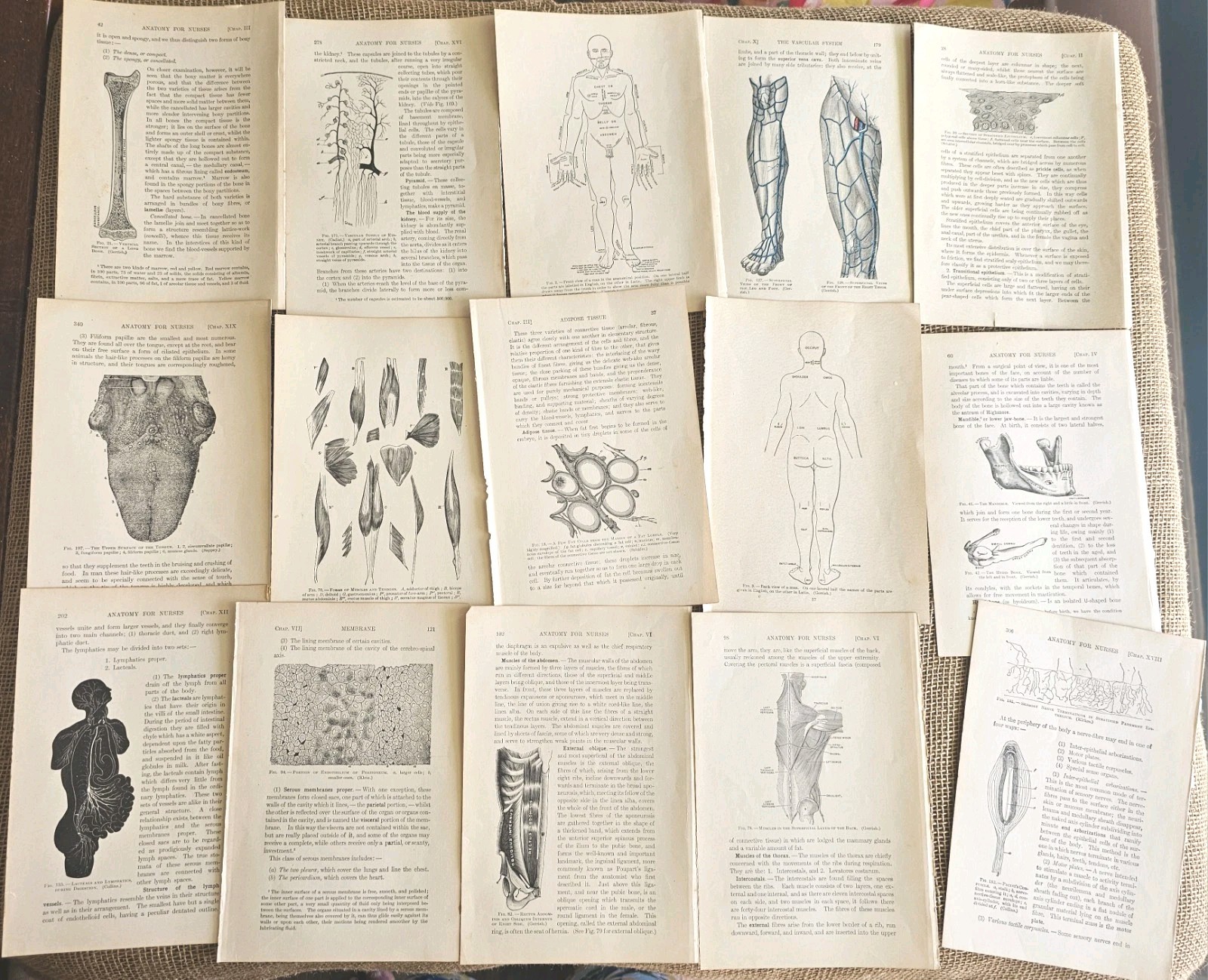 1913 Anatomy Medical Pages Diagrams 14 Pages 6″x8.5″